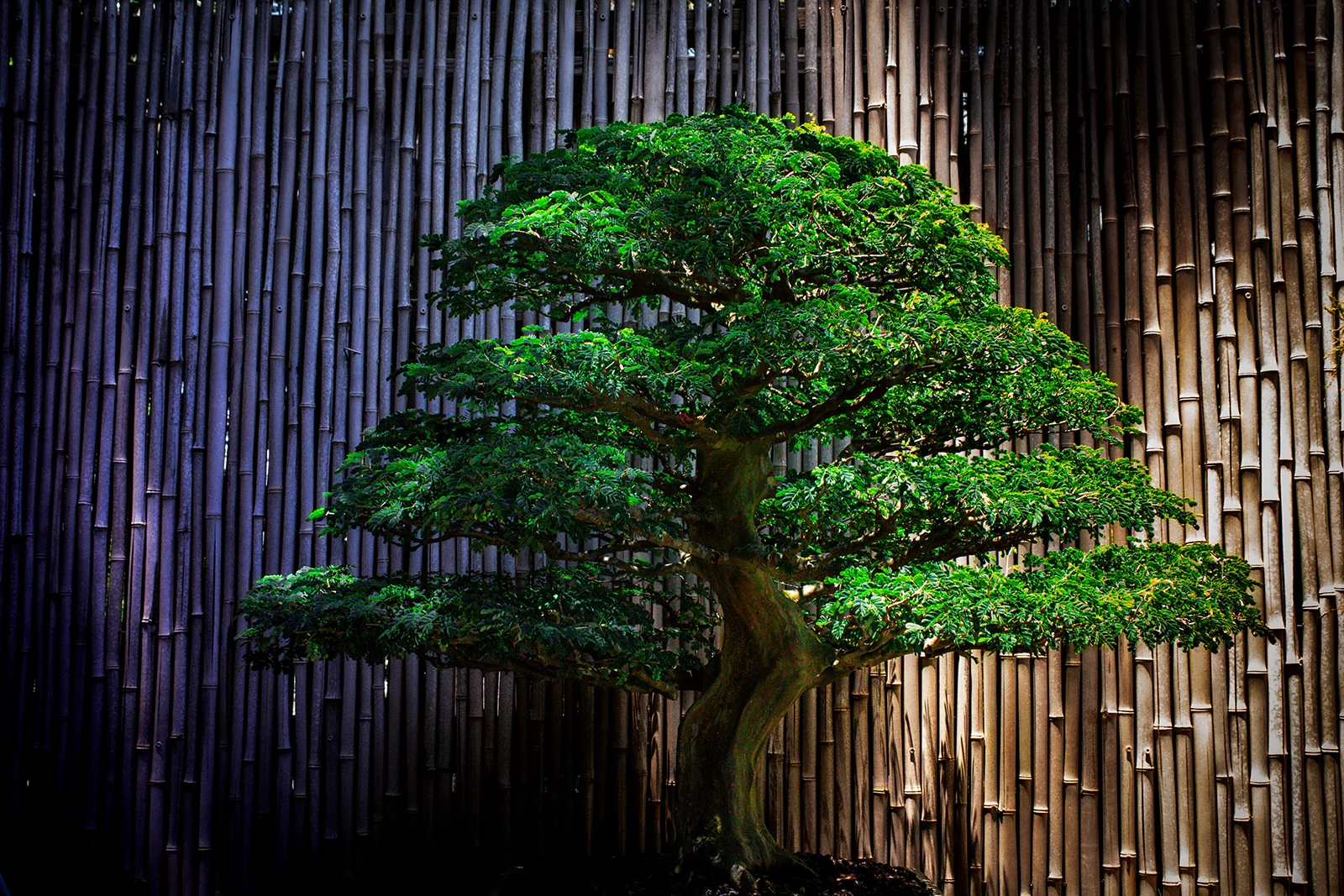 Bonsai tree against a bamboo wall — fine art photography by Snyder